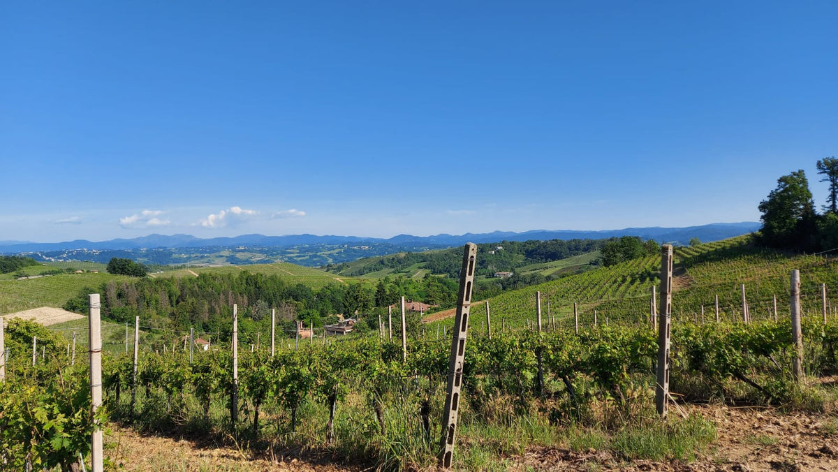 Grignolino: heller Rotwein, überraschend viel Charakter - Piemons Weinkost