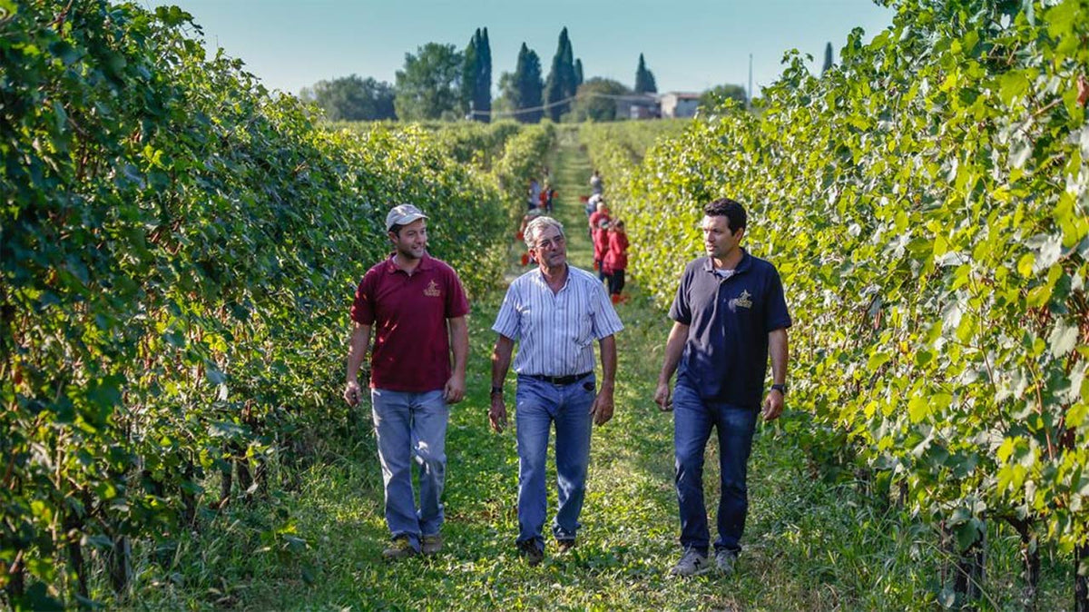 Lugana & Gardasee: Turbiana, Winzer und echte Entdeckungen - Piemons Weinkost